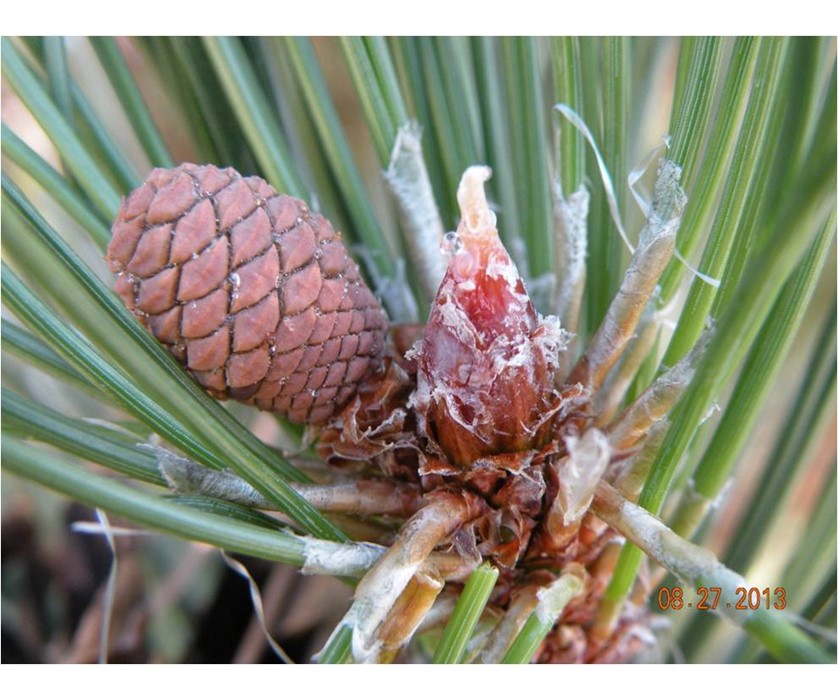 Austrian Pine